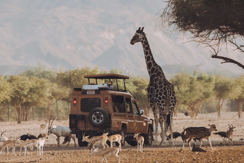 Close-up of safari jeep with giraffe and gazelles in the Sir Bani Yas wildlife reserve