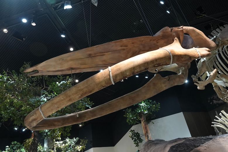 Blue whale specimen on display at the Natural History Museum Abu Dhabi